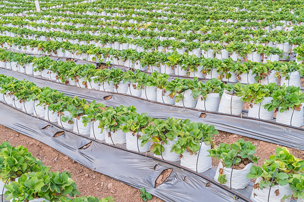 Agricultural Irrigation