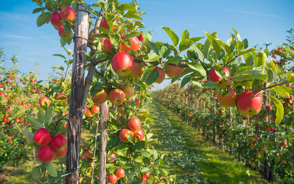 Drip Irrigation for Orchards: Boosting Fruit Quality & Yield