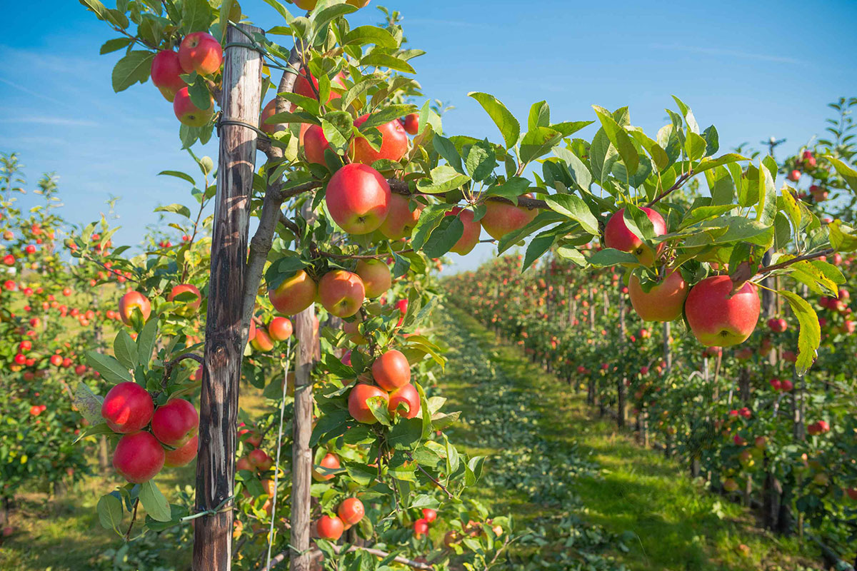 Drip Irrigation for Orchards: Boosting Fruit Quality & Yield​
