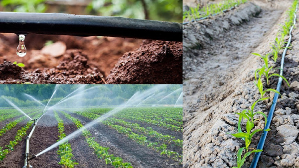 Drip irrigation is far more water-efficient​ than flood irrigation, making it the ​best choice for sustainable farming.