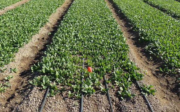 How Drip Irrigation Cuts Costs for Small-Scale Farmers
