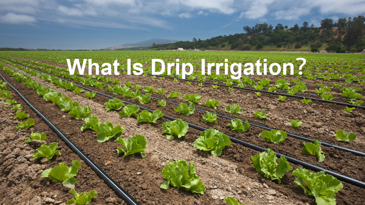What Is Drip Irrigation