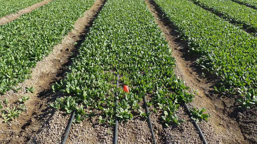 How Drip Irrigation Cuts Costs for Small-Scale Farmers
