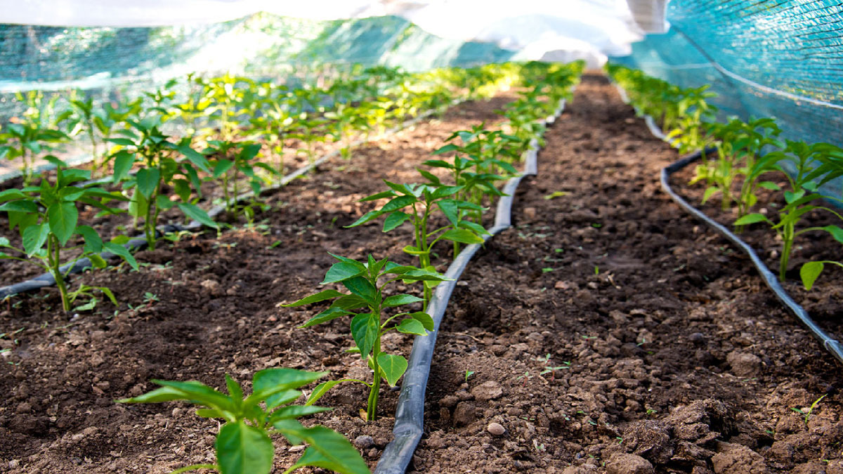Common Drip Irrigation Problems (Clogging, Leaks) & Fixes​