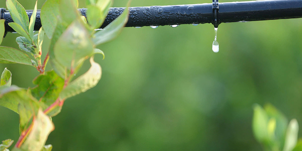Drip Irrigation + Organic Farming: A Sustainable Match