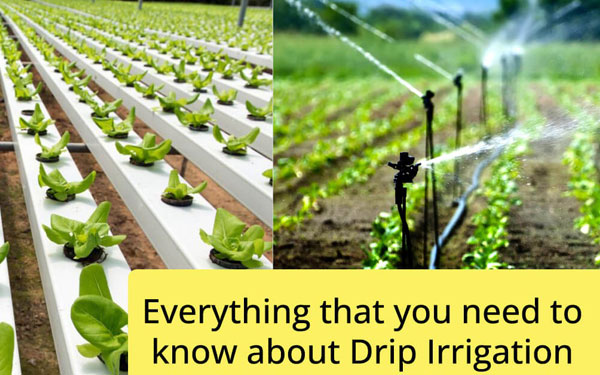 Drip Irrigation in Developing Countries: Challenges & Success Stories