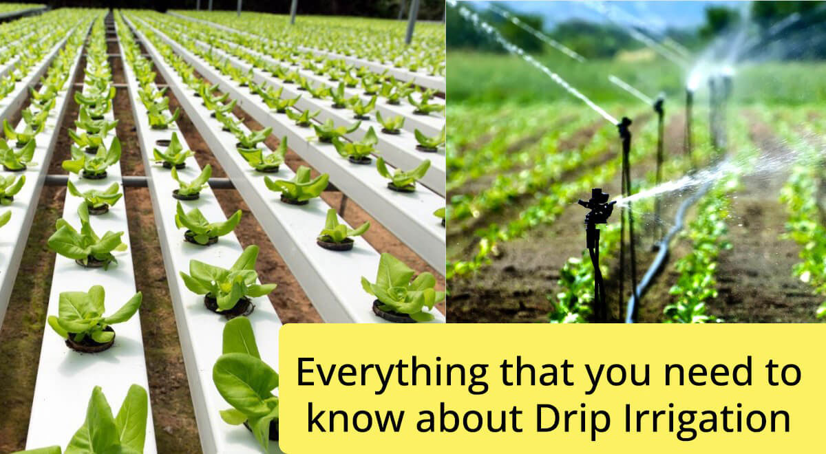Drip Irrigation in Developing Countries: Challenges & Success Stories