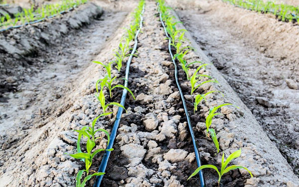Drip Irrigation's Impact on Crop Yields: Research Insights​