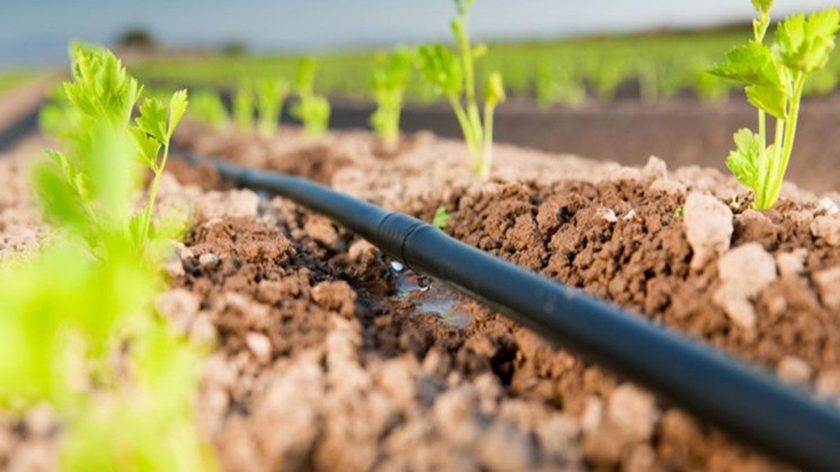 Fertigation: Delivering Nutrients Through Drip Systems