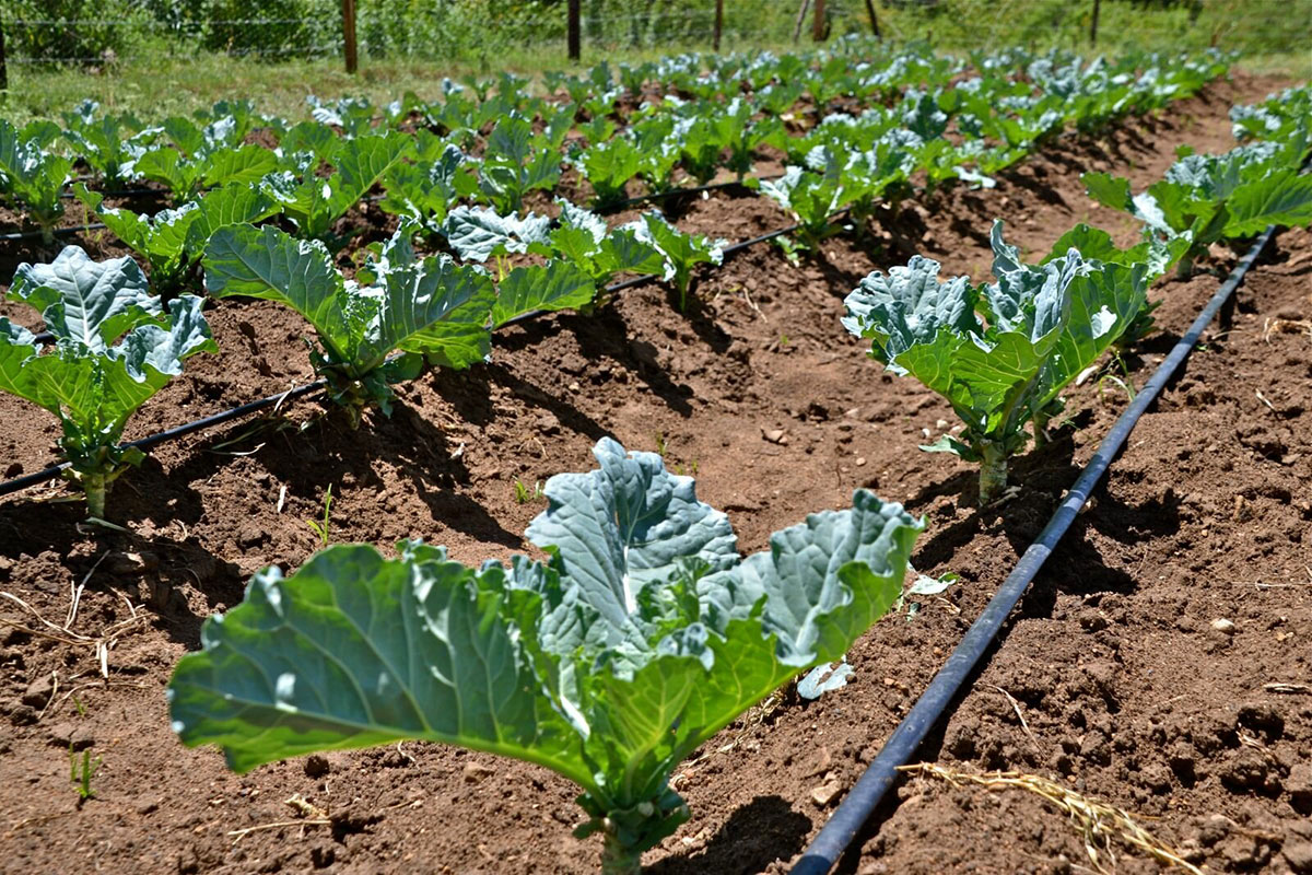 How Drip Irrigation Protects Groundwater Resources