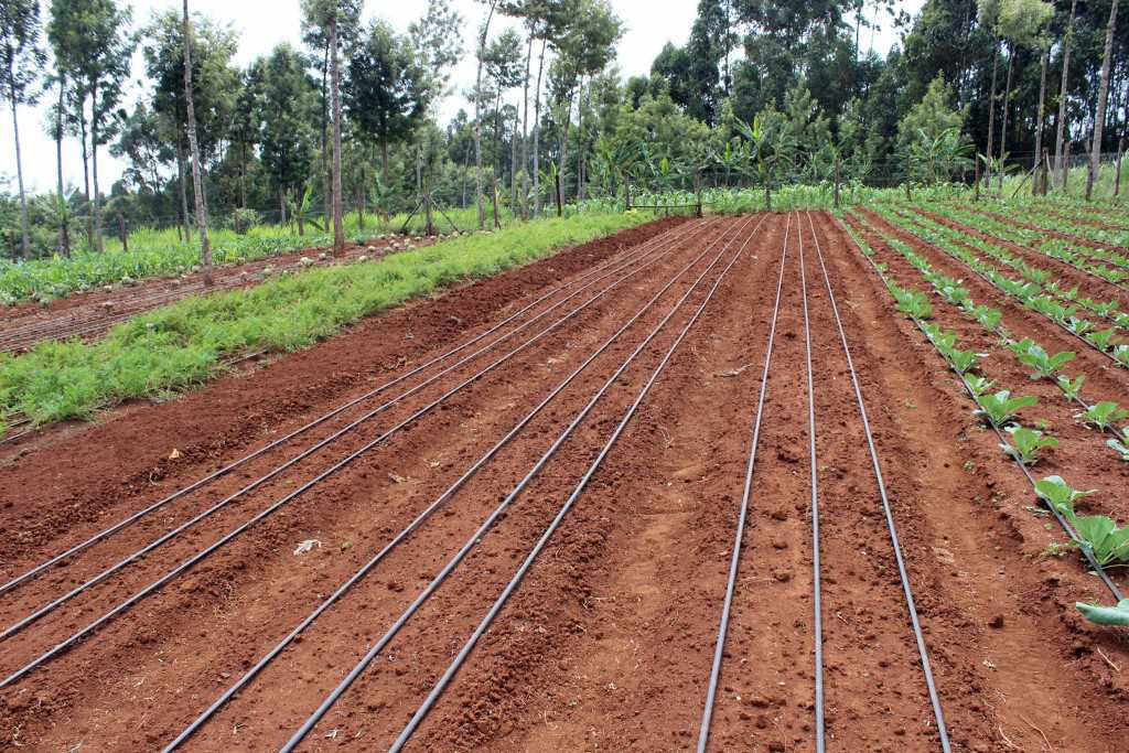 ROI of Drip Irrigation: How Long to Break Even