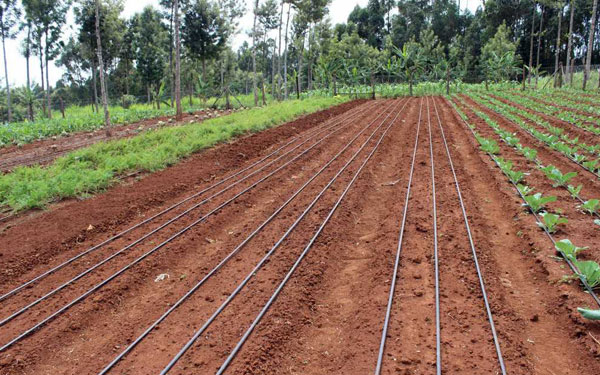 ROI of Drip Irrigation: How Long to Break Even