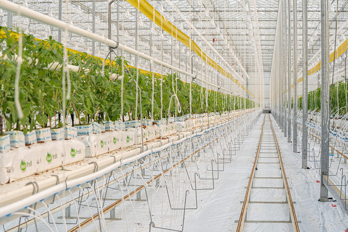 ​​Why Greenhouses Love Drip Irrigation: Water & Climate Control