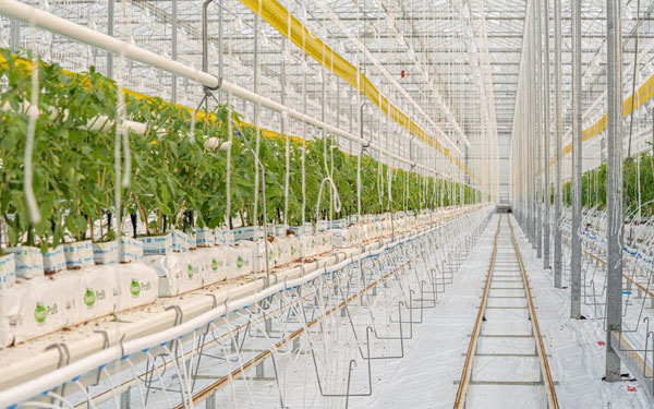 ​​Why Greenhouses Love Drip Irrigation: Water & Climate Control